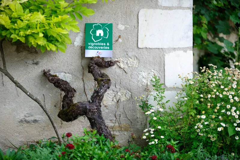 Panneau du label Vignobles et découvertes appuyé contre un mur et un cep de vigne